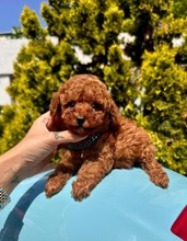Poodle Toy-İstanbul-box-27438
