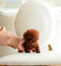 -İstanbulTeacup Toypoodle ..