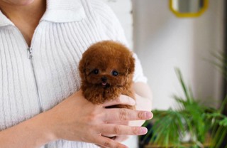 Poodle Toy-İstanbul-box-27467