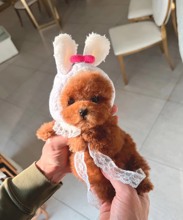 Poodle Toy-İstanbul-box-27468