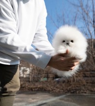 Pomeranian-İstanbulÖdüllü yavru Boo..