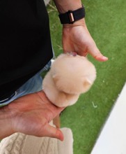 Pomeranian-İstanbul-box-27470