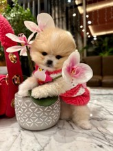 Pomeranian-İstanbulPremium Boo Bebek..