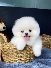 Pomeranian-İstanbulGülen surat Boo P..