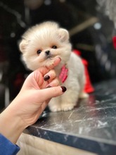 Pomeranian-İstanbulTeddy Face kızım ..