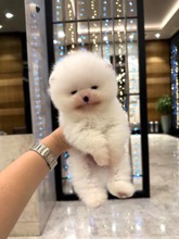 Pomeranian-İstanbulDaha Özeli Dünyad..