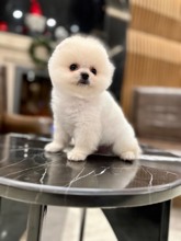 Pomeranian-İstanbulBembeyaz Boo yavr..