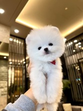 Pomeranian-İstanbulBonny boo face..