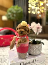 Poodle Toy-İstanbulMinicik Maltipoo ..