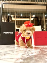 Maltipoo-İstanbulOyuncak Gibi Malt..