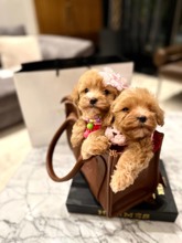 Maltipoo-İstanbulMinik Kardeşler K..