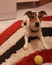 Jack Russell-İstanbulMama karşılığında..