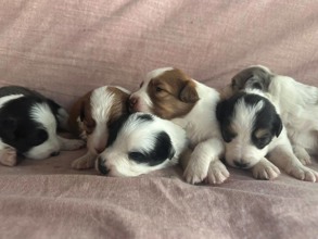 Border Collie-İstanbulA şecereli..