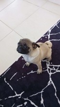 Pug-Ankara2 buçuk aylık diş..