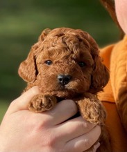 Poodle Toy-İstanbulRED TOY POODLE OR..