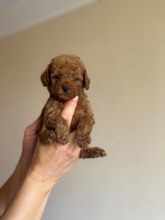 RED TOY POODLE AŞ...