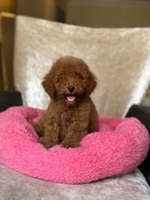 Poodle Toy-İstanbulRED POODLE A KALİ..