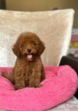 -İstanbulRED POODLE BEBEKL...