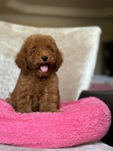 Poodle Toy-İstanbulRED A KALİTE POOD..