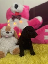 Poodle Toy-İzmirİki aylık erkek b..