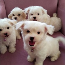 Terrier Maltese-İzmirİki aylık bebekle..