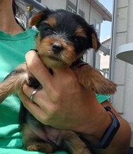 Yorkshire Terrier-İstanbul-box-27493