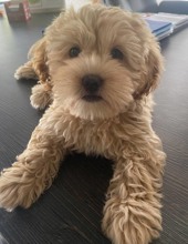 Maltipoo yavru..