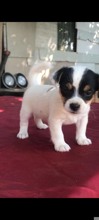 Jack Russell-İzmirSafkan yavrular ..