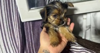 Yorkshire Terrier-İstanbul-box-27545