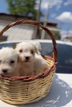 Maltese Terrier S...