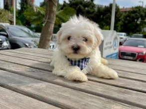 Terrier Maltese E...