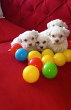 Maltese Terrier S..