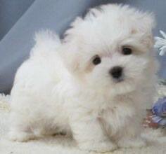 Maltese Terrier W...