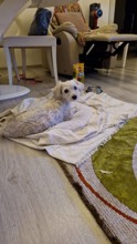 Terrier Maltese-Çanakkale-box-27566