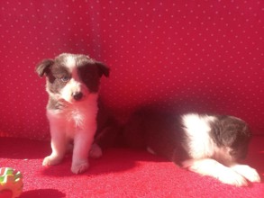 Border Collie-İstanbul-box-27563