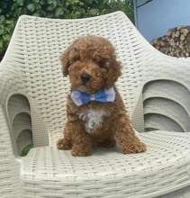 POODLE AŞILI VE E..