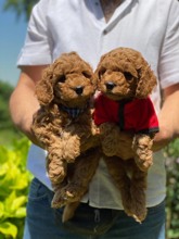 Poodle Toy-İstanbulPOODLE YAVRULARIM..