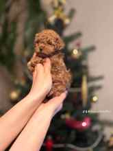 Poodle Toy-AnkaraORJİNAL TOY. POOD..