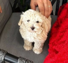 Maltipoo-İstanbul-box-27594