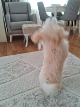 Maltipoo-İzmir4 aylik maltipo ..