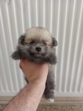 Pomeranian-İzmirPom yavrular hazi..