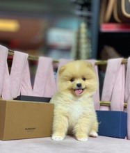 Pomeranian-İstanbulEn mini boy ..