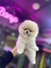 Pomeranian-İstanbulSafkan yavrular ..