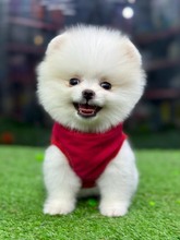 Pomeranian-İstanbulA Scr bebekler ..