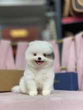 Pomeranian Boo ya...