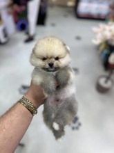 Pomeranian-ArdahanLolo..