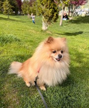 Pomeranian-İstanbulErkek toy pomeria..