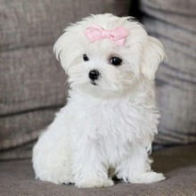 Terrier Maltese-İzmirSafkan teacup mal..