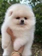 Pomeranian boo..