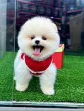 Pomeranian-İstanbul-box-27702